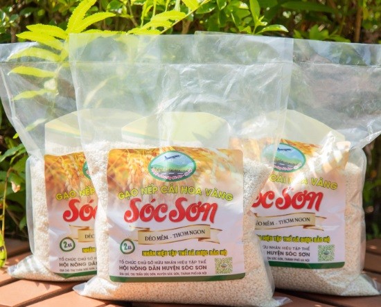 Soc Son district successfully built yellow flower sticky rice into a regional specialty. Soc Son district successfully built yellow flower sticky rice into a regional specialty.