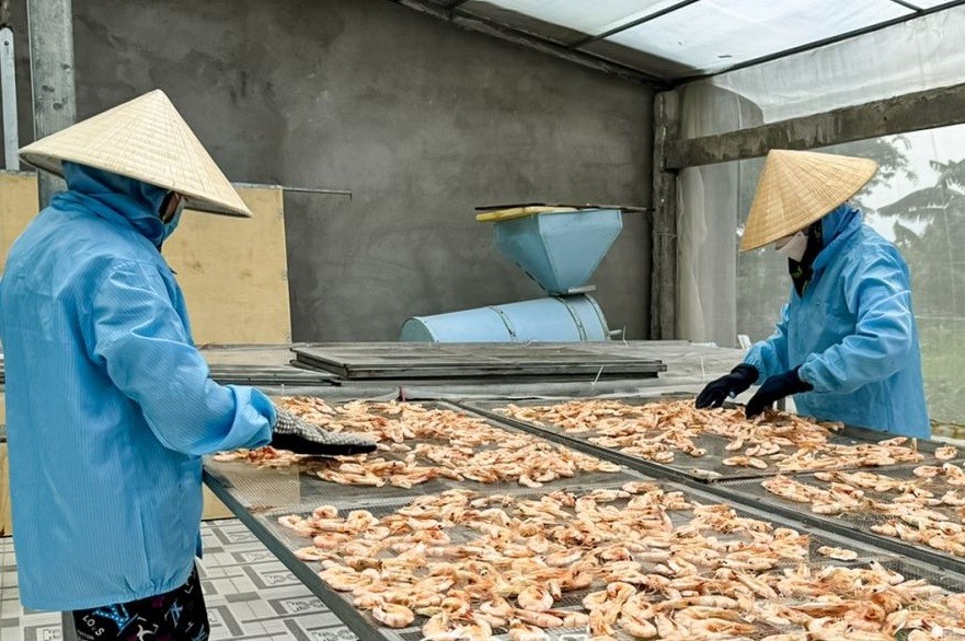 Ðến thời điểm hiện tại, tỉnh Cà Mau có 142 sản phẩm được công nhận OCOP. (Trong ảnh: Quy trình chế biến tôm khô, sản phẩm OCOP 4 sao của HTX Tài Thịnh Phát Farm, xã Tam Giang, huyện Năm Căn).