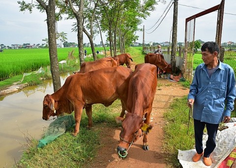 Mô hình nuôi bò sinh sản phát huy hiệu quả kinh tế