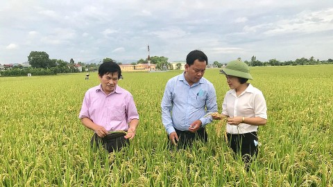 Giá trị kinh tế và môi trường khi sản xuất lúa theo hướng an toàn