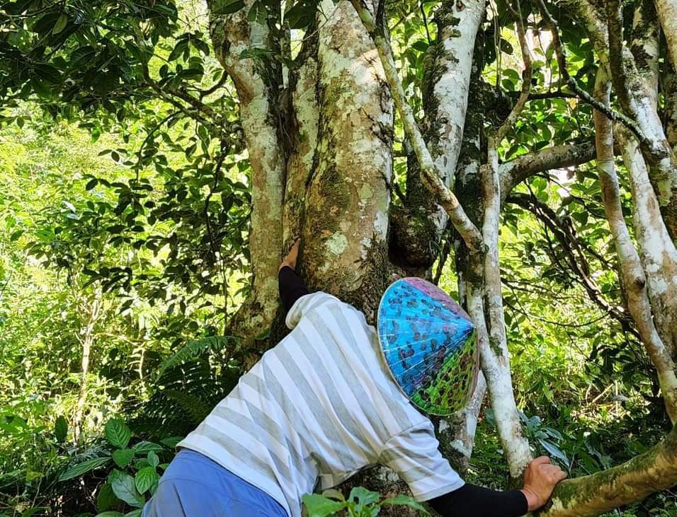 Trà Shan tuyết cổ thụ Lào Cai đạt giải thưởng trà thế giới tại Pháp