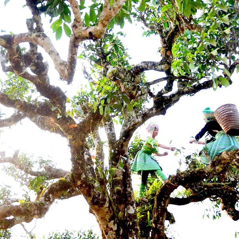 Lao Cai ancient Shan Tuyet tea Won the World Tea Award in France