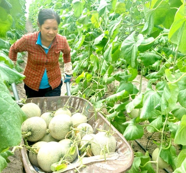 Thu hoạch dưa lưới ở Hợp tác xã nông nghiệp công nghệ cao Kim Long, 