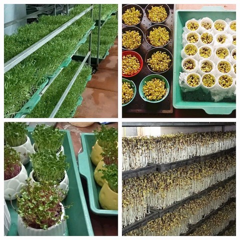 lien ket chuoi rau mam chau anh tao dung thuong hieu thuc pham sach va ben vung