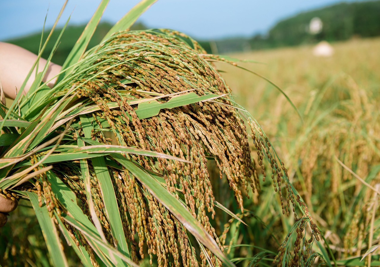 Sản phẩm OCOP gạo nếp Khoái Đen Hùng Xuyên ngày một vươn xa Sản phẩm OCOP gạo nếp Khoái Đen Hùng Xuyên ngày một vươn xa