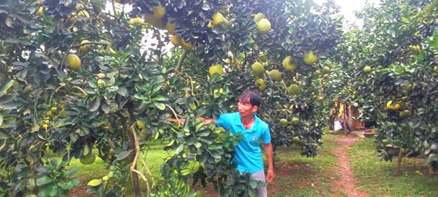 Nhờ triển khai chương trình OCOP bưởi Diễn Yên Thủy đã mở rộng thị trường tiêu thụ Nhờ triển khai chương trình OCOP bưởi Diễn Yên Thủy đã mở rộng thị trường tiêu thụ