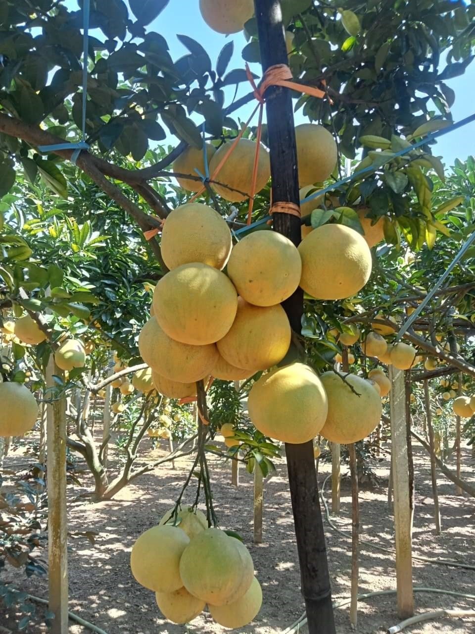 50 tấn Bưởi Diễn trồng trên đất Yên Thủy đã được xuất khẩu sang những thị trường khó tính như: Anh, Mỹ, CH Séc... 50 tấn Bưởi Diễn trồng trên đất Yên Thủy đã được xuất khẩu sang những thị trường khó tính như: Anh, Mỹ, CH Séc...