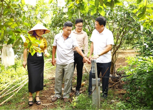 Trồng ổi dưới chân núi Tiên ở Nghĩa Đàn