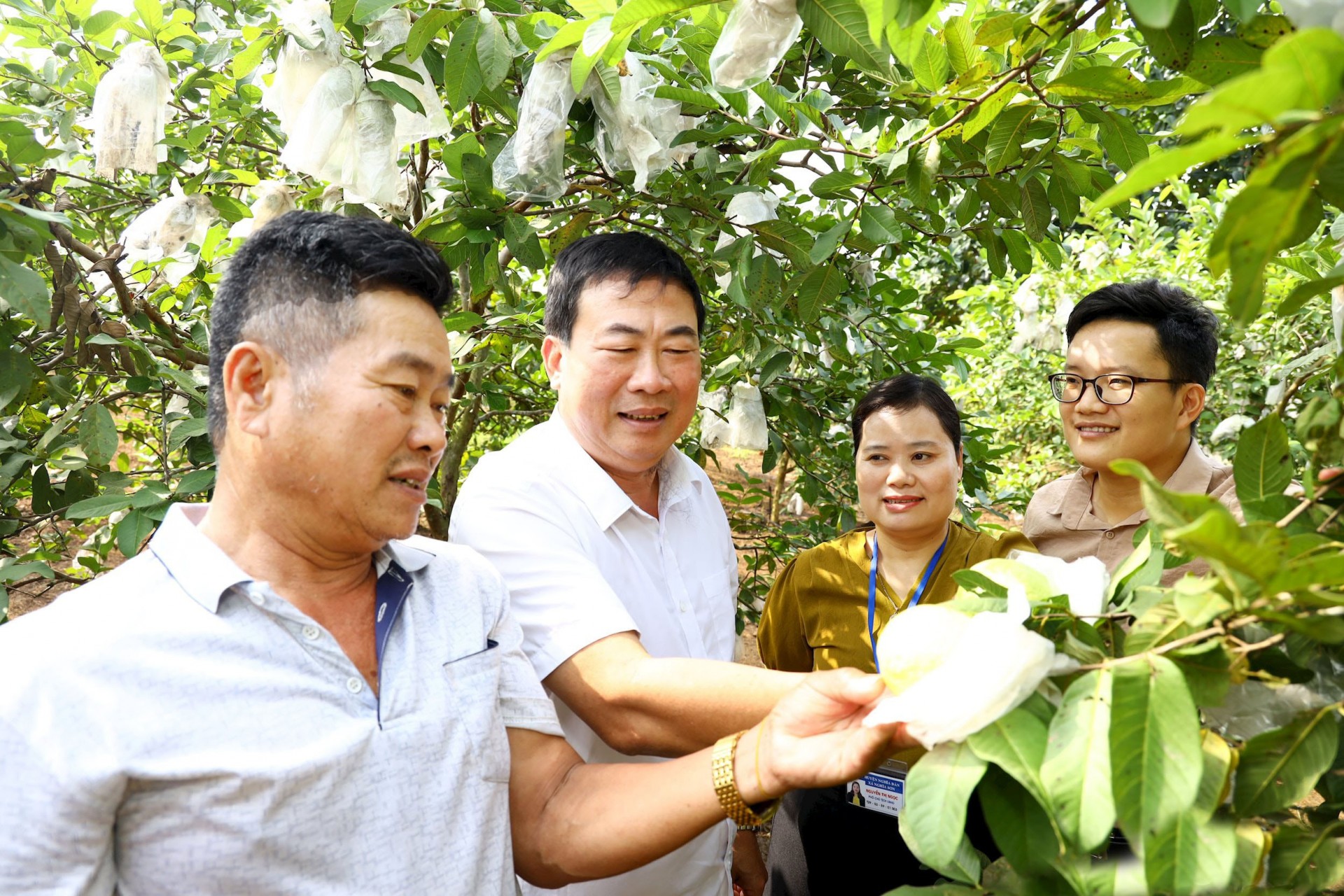 Trồng ổi dưới chân núi Tiên ở Nghĩa Đàn