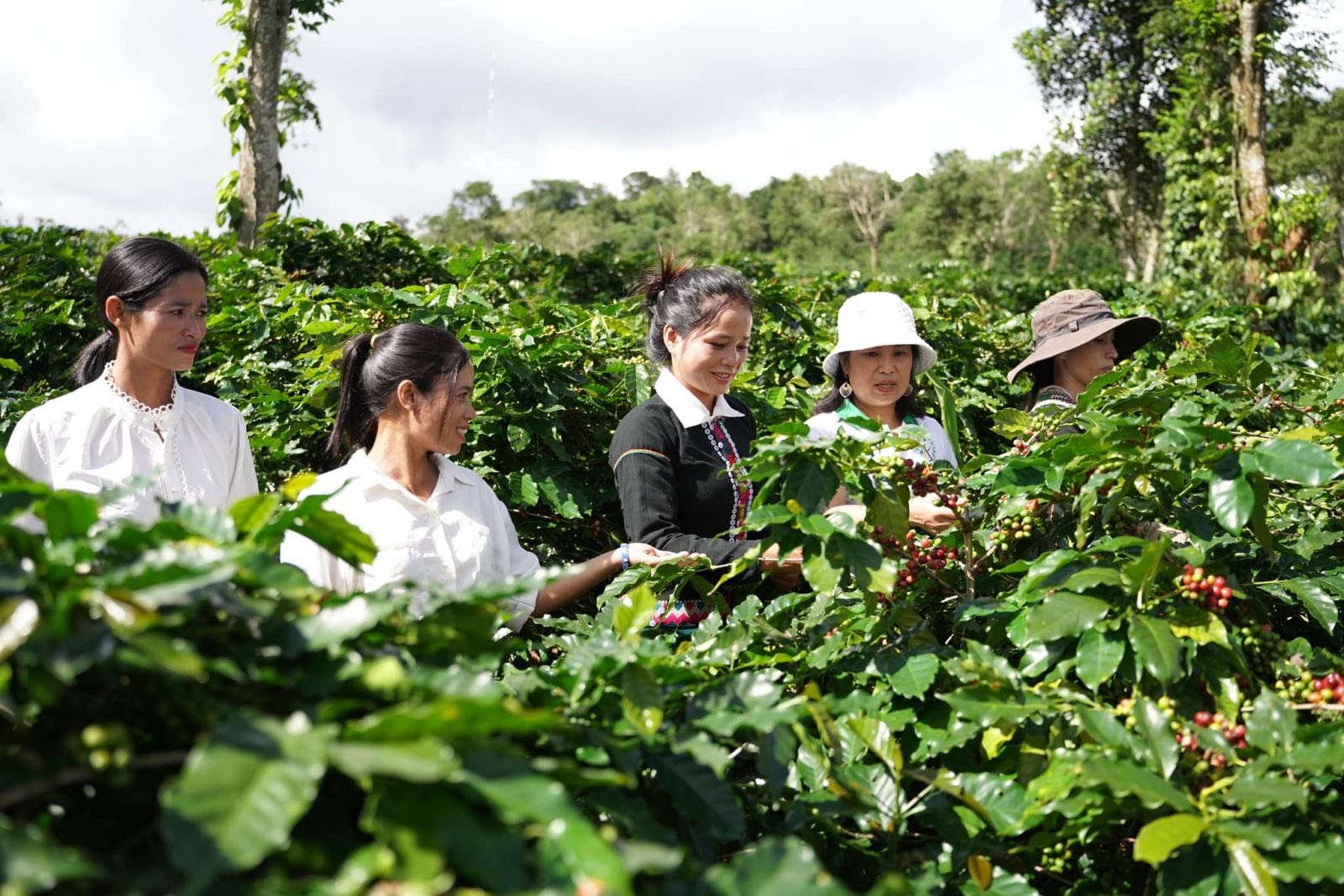 Hiện cà phê của tỉnh Quảng Trị đã có nhiều thương hiệu nổi tiếng  được chứng nhận OCOP Hiện cà phê của tỉnh Quảng Trị đã có nhiều thương hiệu nổi tiếng  được chứng nhận OCOP