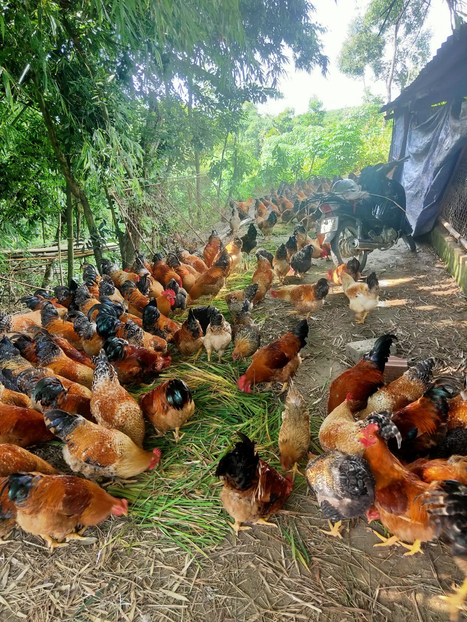 Gà Tiên Yên, một trong những sản phẩm OCOP  tiêu biểu của Quảng Ninh 