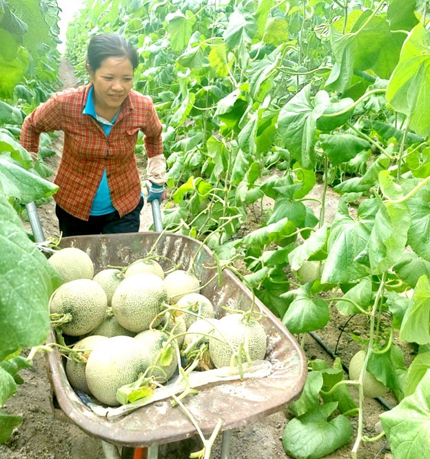 Thu hoạch dưa lưới ở Hợp tác xã nông nghiệp công nghệ cao Kim Long,