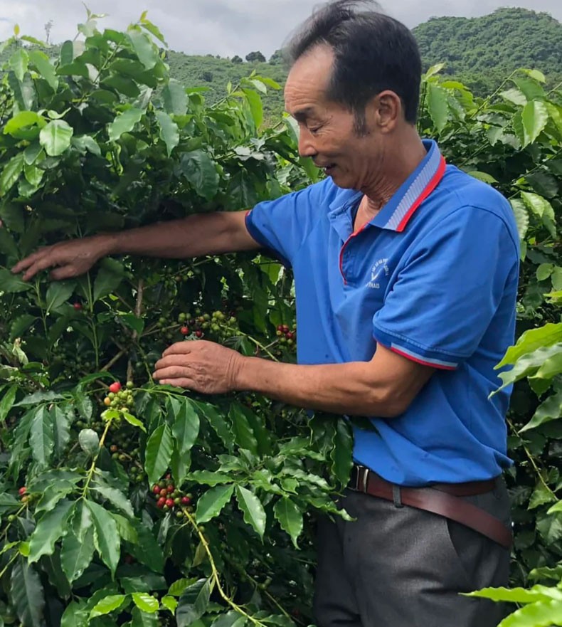 ông Nguyễn Xuân Thao, Giám đốc HTX Cà-phê Bích Thao ông Nguyễn Xuân Thao, Giám đốc HTX Cà-phê Bích Thao