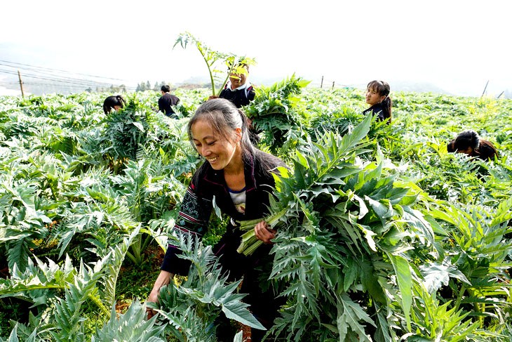 Farmers in Sa Pa (Lao Cai) harvest artichoke.