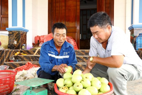 Trồng ổi dưới chân núi Tiên ở Nghĩa Đàn