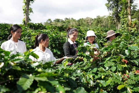 Phát triển sản phẩm OCOP gắn với xây dựng vùng nguyên liệu