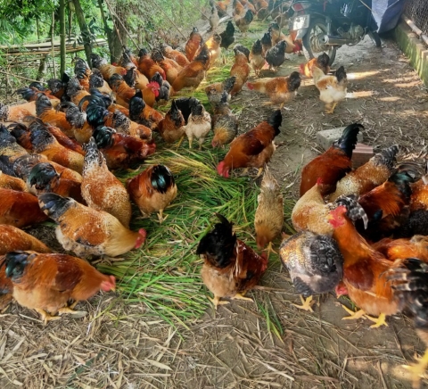Quảng Ninh chuẩn hóa sản phẩm OCOP