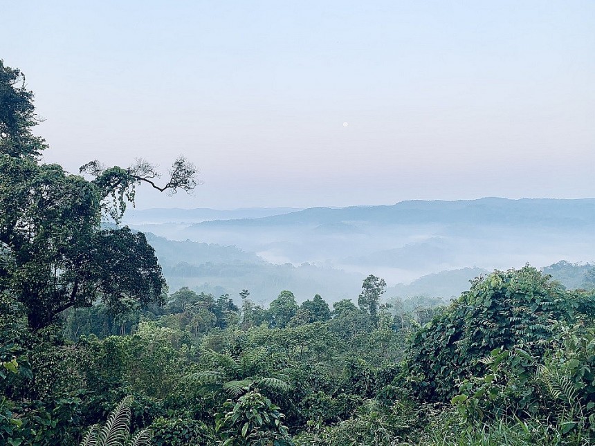 Bình Định: Du lịch sinh thái gắn kết quảng bá sản phẩm OCOP dược liệu