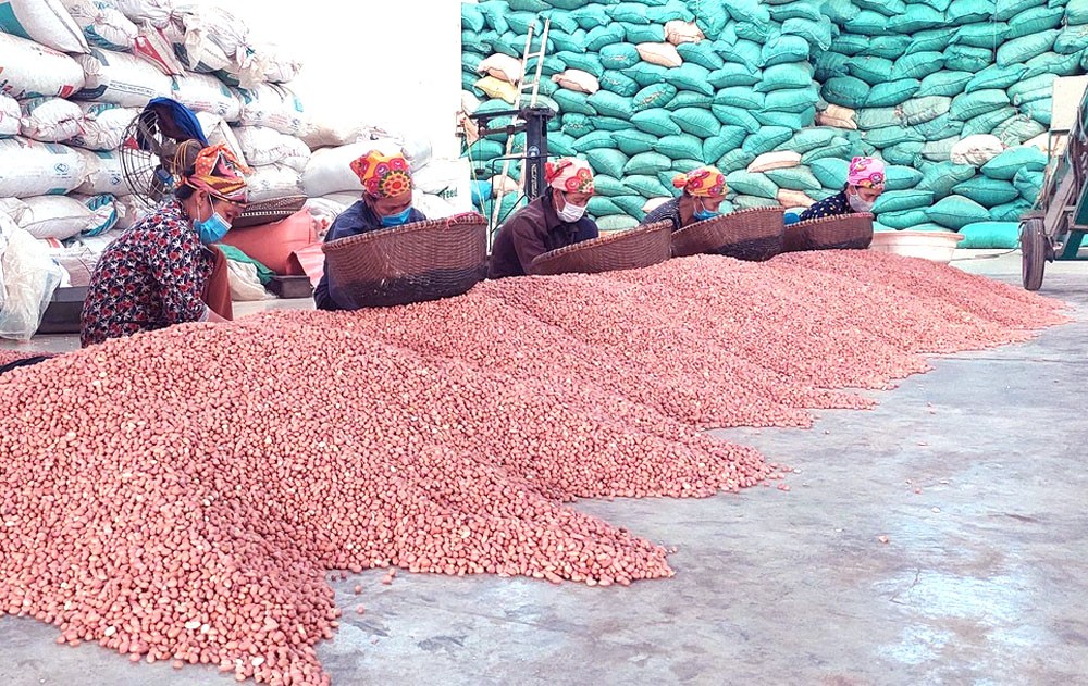 Peanut production for export in Dien Chau district. Peanut production for export in Dien Chau district.