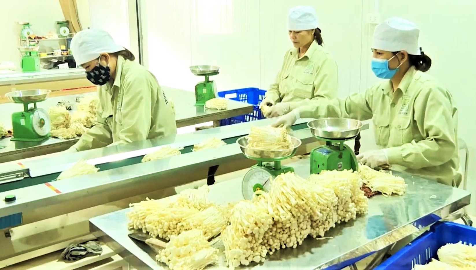 Công ty TNHH Long Hải đưa ứng dụng công nghệ cao trong sản xuất nấm ăn