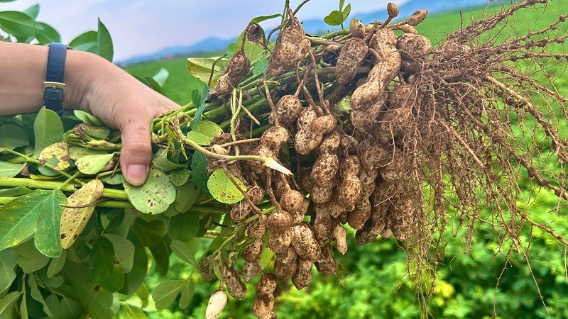 Nghe An lotus peanuts have a yield of about 26 quintals/hectare. Nghe An lotus peanuts have a yield of about 26 quintals/hectare.