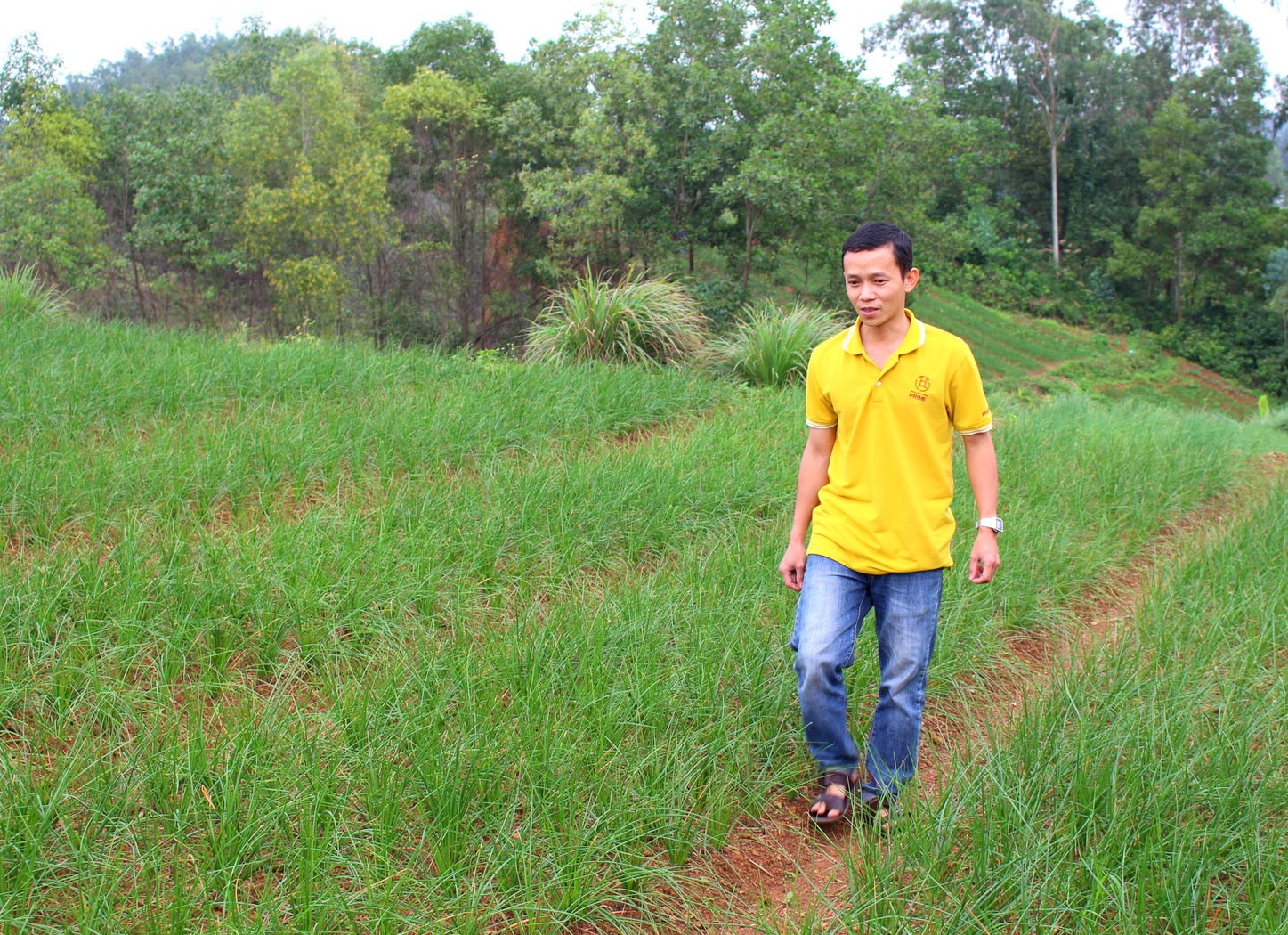 Khu đồi trồng kiệu hương của anh Nguyễn Mạnh Linh, thành viên của Tổ Hợp tác .