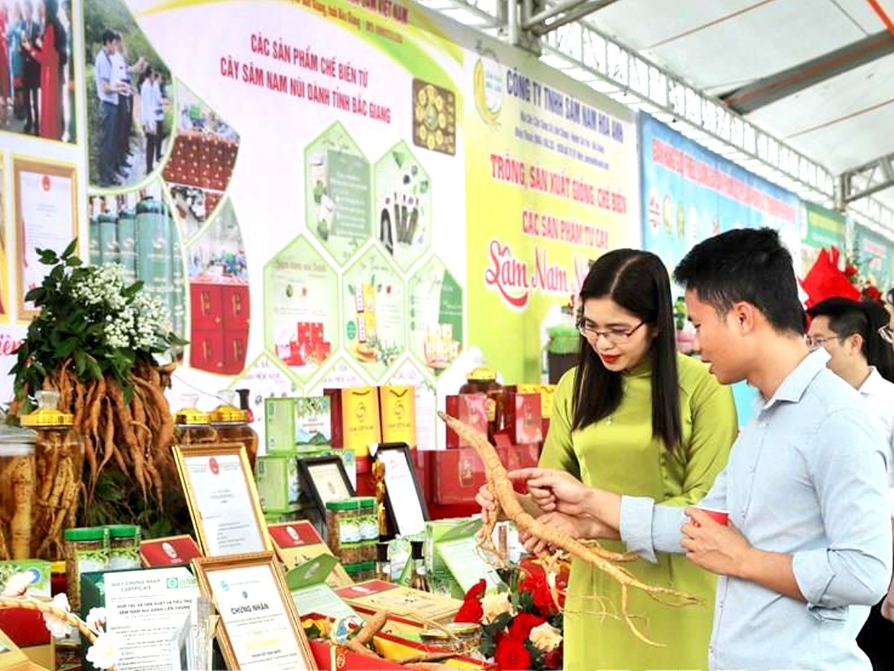 Sâm nam núi Dành -  vàng xanh của đất Bắc Giang