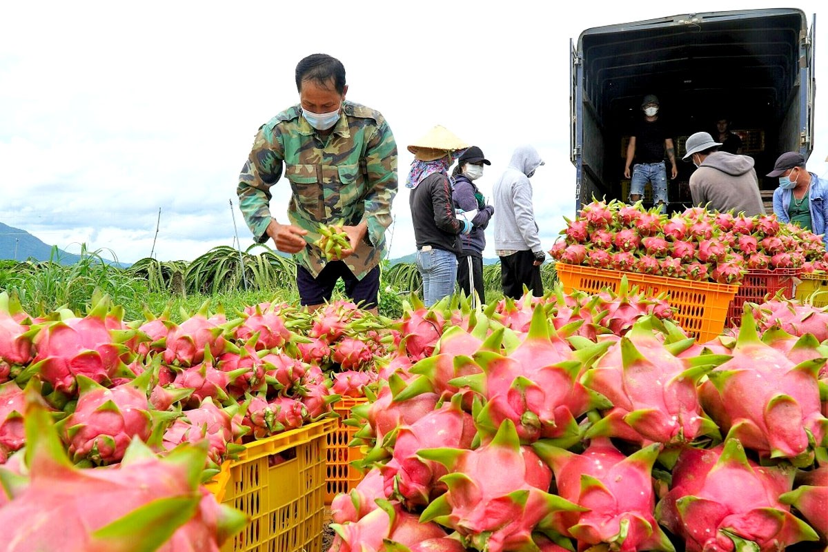 Bình Thuận hướng tới xuất khẩu sản phẩm OCOP chế biến từ thanh long