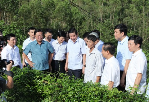 Thanh Mountain Ginseng - Green Gold of Bac Giang Land