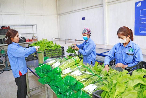 Đóng gói rau trồng theo phương pháp thủy canh tại xã Đa Tốn (huyện Gia Lâm). Đóng gói rau trồng theo phương pháp thủy canh tại xã Đa Tốn (huyện Gia Lâm).