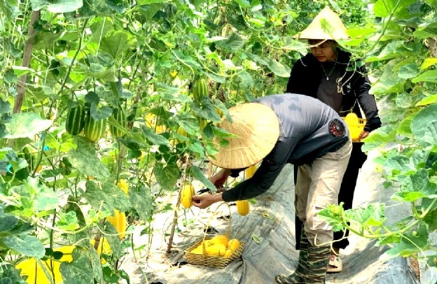 Người dân xã Văn Đức (huyện Gia Lâm) chăm sóc vườn rau quả. Người dân xã Văn Đức (huyện Gia Lâm) chăm sóc vườn rau quả.