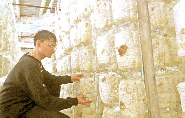 Đưa nấm sò trở thành sản phẩm OCOP Đưa nấm sò trở thành sản phẩm OCOP