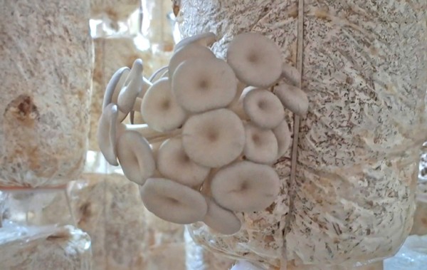 Đưa nấm sò trở thành sản phẩm OCOP Đưa nấm sò trở thành sản phẩm OCOP