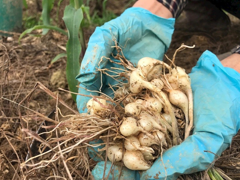 Huyện Nghi Lộc (Nghệ An): Nông dân tất bật thu hoạch hành tăm OCOP