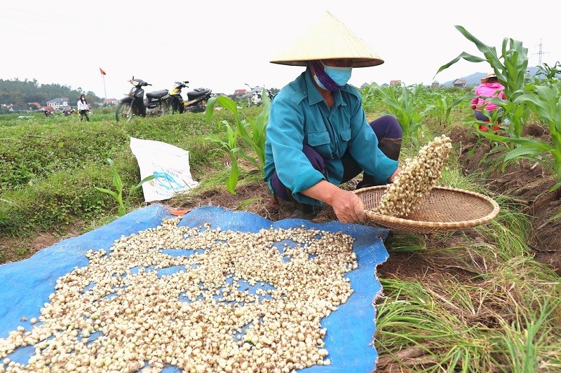 Huyện Nghi Lộc (Nghệ An): Nông dân tất bật thu hoạch hành tăm OCOP