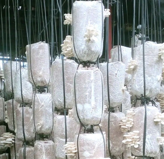 Huyện Thái Thuỵ (Thái Bình): Hỗ trợ nâng tầm sản phẩm OCOP