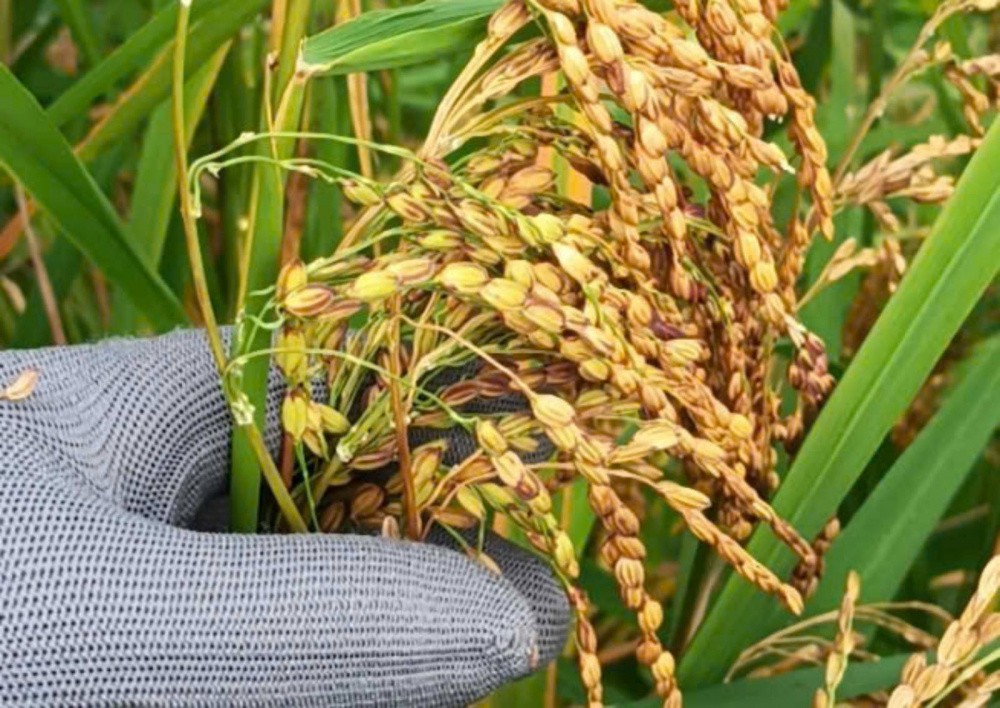 Lúa rẫy của HTX Nông nghiệp xã Ba Tô đã được cấp giấy chứng nhận VIETGAP. Lúa rẫy của HTX Nông nghiệp xã Ba Tô đã được cấp giấy chứng nhận VIETGAP.