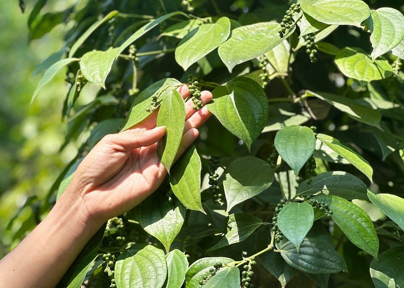 Quảng Nam: Xây dựng chuỗi giá trị cho cây tiêu Bình Quế