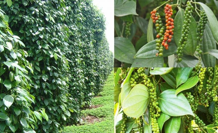 Quảng Nam: Xây dựng chuỗi giá trị cho cây tiêu Bình Quế Quảng Nam: Xây dựng chuỗi giá trị cho cây tiêu Bình Quế