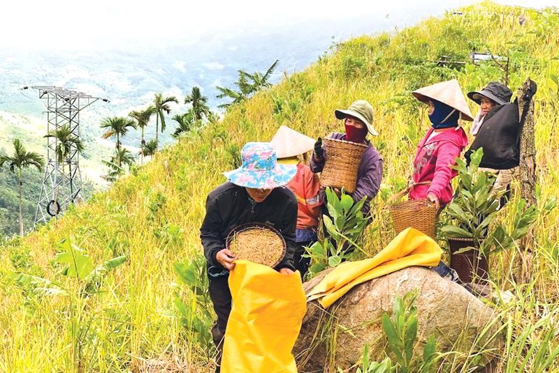 Production and processing of upland rice is a traditional cultural beauty of the H’re people in Ba To commune, Ba To district, Quang Ngai province.H’re people in Ba To commune, Ba To district, Quang Ngai province.
