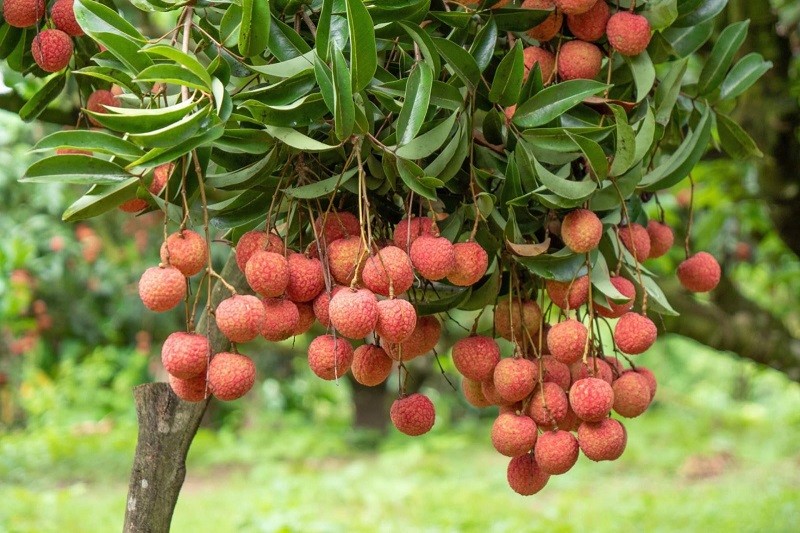 Bắc Giang kỳ vọng vụ vải thiều năm 2025 bội thu