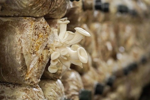 huyen thai thuy thai binh ho tro nang tam san pham ocop