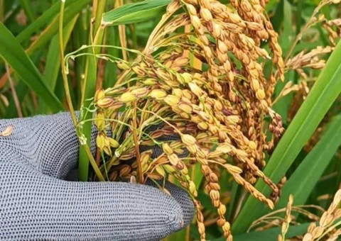 Gạo rẫy Phát Huy sản phẩm OCOP 3 sao