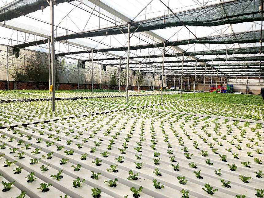 Nông nghiệp TP. HCM cần nhiều hướng đi để phát triển trong thời đại mới