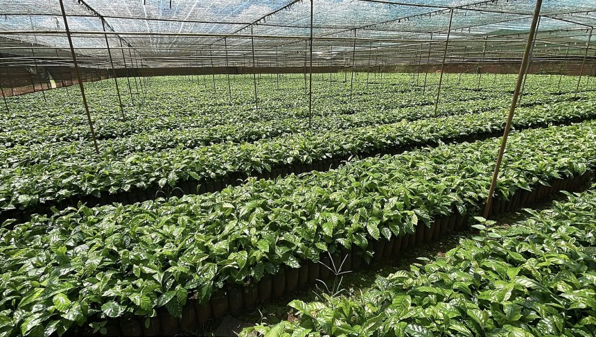 Cao su, cà phê, gỗ,… là những mặt hàng xuất khẩu được châu Âu quản lý nghiêm ngặt, đảm bảo truy xuất nguồn gốc không liên quan đến đất rừng bị suy thoái Cao su, cà phê, gỗ,… là những mặt hàng xuất khẩu được châu Âu quản lý nghiêm ngặt, đảm bảo truy xuất nguồn gốc không liên quan đến đất rừng bị suy thoái