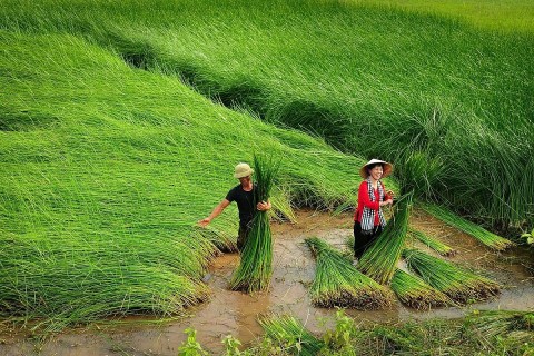 lang coi kim son