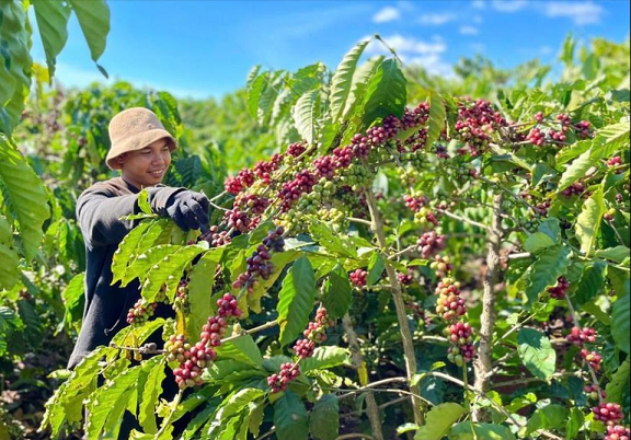 Chuyển đổi số để nâng tầm giá trị nông sản Chuyển đổi số để nâng tầm giá trị nông sản