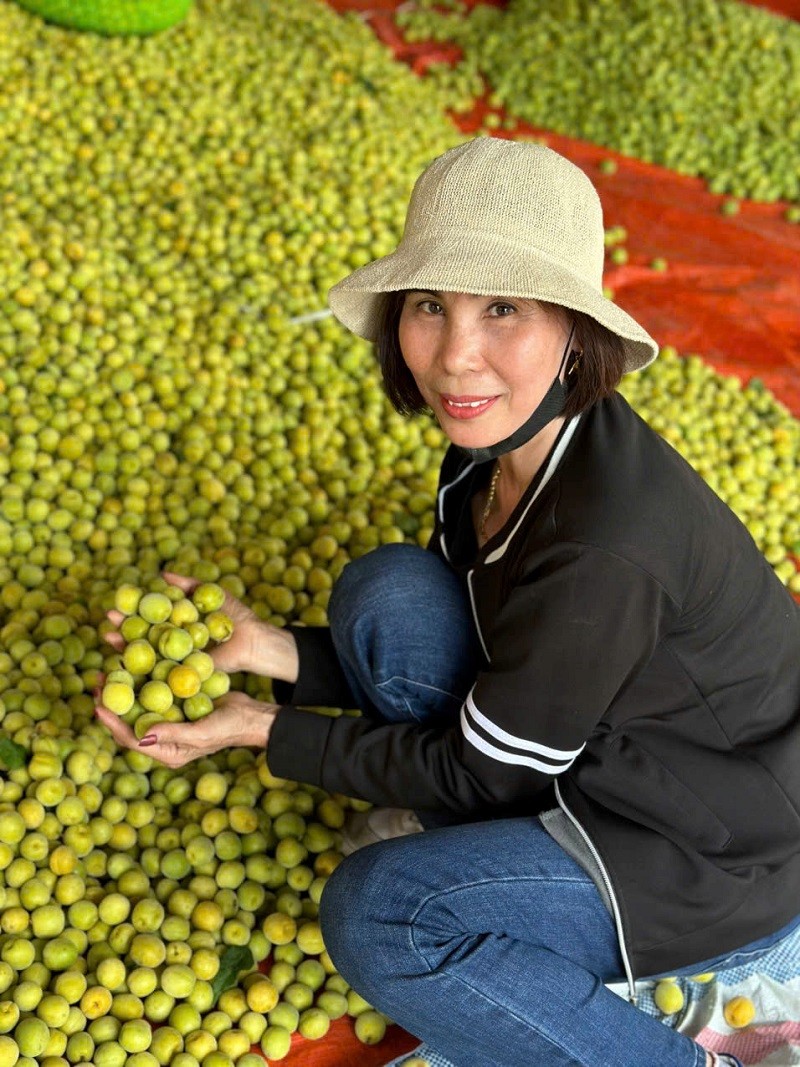 Chị Trịnh Thị Thư – Giám đốc Hợp tác xã Đoàn Kết, người luôn dành trọn tâm huyết để nâng tầm giá trị cây mơ bản địa.