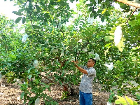 Sản phẩm OCOP 4 sao Ổi Di Trạch được người tiêu dùng tin tưởng