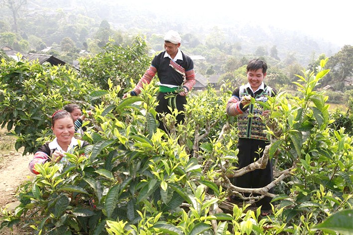 Từ những vùng nguyên liệu tại các địa phương đã hình thành sản phẩm OCOP đặc trưng như chè Suối Giàng.  Từ những vùng nguyên liệu tại các địa phương đã hình thành sản phẩm OCOP đặc trưng như chè Suối Giàng.